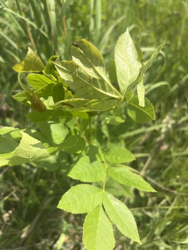 green ash