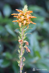 Digitalis canariensis