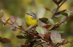 Phylloscopus xanthoschistos
