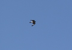 Falconiformes