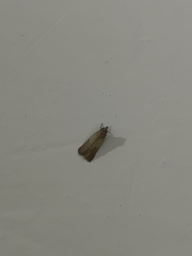 Indian-Meal Moth
