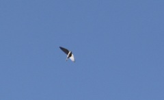 Falconiformes