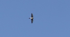 Falconiformes