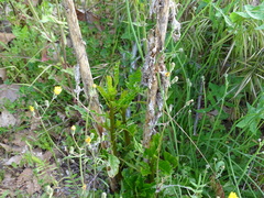 Phytolacca americana