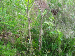Phytolacca americana