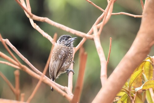 Spotted Piculet (Picumnus pygmaeus), photo 2