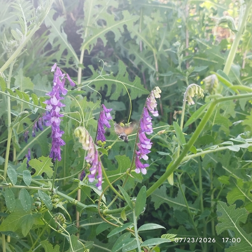Eurasian Hummingbird Hawkmoth