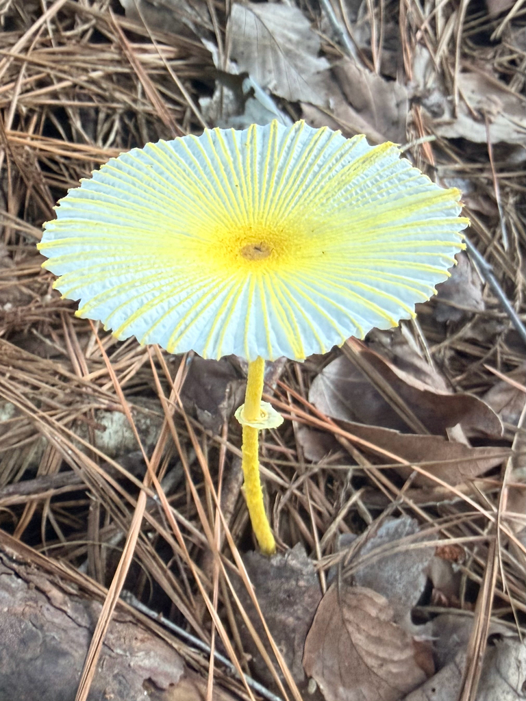 Fragile Dapperling · July 2026 · photo: Photo: (c) Melissa Meadows, some rights reserved (CC BY) · iNaturalist
