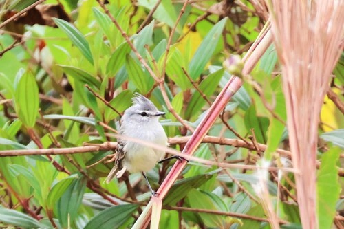White-crested Tyrannulet (Serpophaga subcristata), photo 4