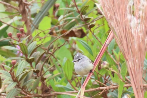 White-crested Tyrannulet (Serpophaga subcristata), photo 5