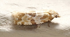 Aethes argentilimitana