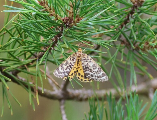 Spotted Beauty