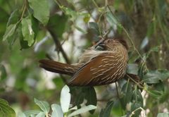 Grammatoptila striata