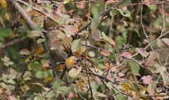 Grammatoptila striata