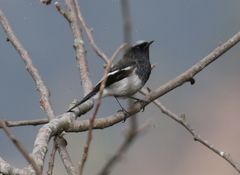 Phoenicurus coeruleocephala