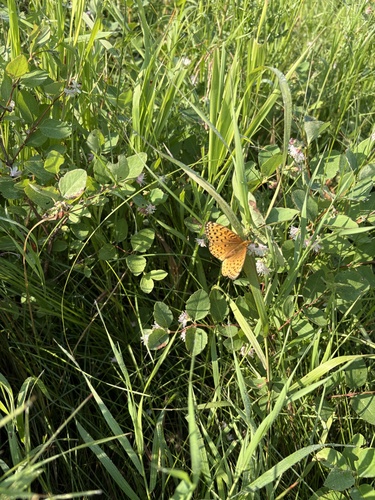 Northwestern Fritillary