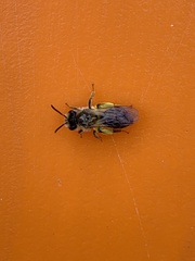 Andrena tibialis