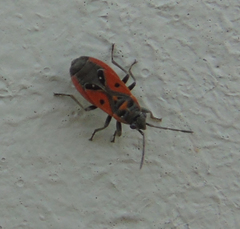 Melanocoryphus tristrami