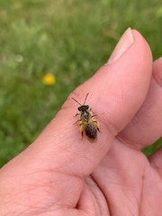 Andrena tibialis