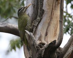 Picus squamatus