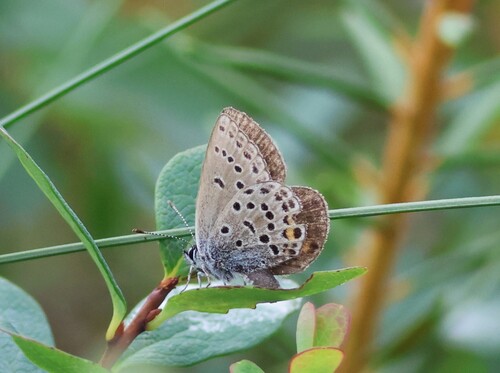 Cranberry Blue