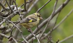 Chloris spinoides