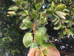 Ficus americana