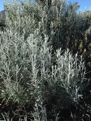 Tetradymia stenolepis