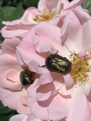 Northern Rose Chafer