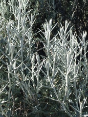 Tetradymia stenolepis