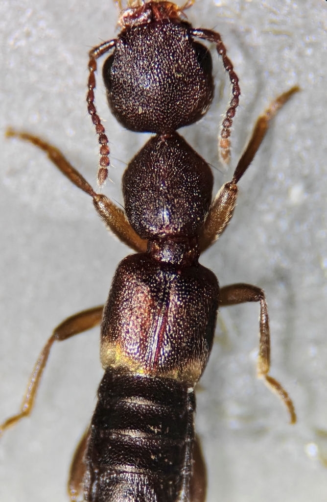 Rugilus opaculus