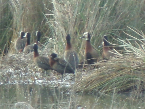 iNaturalist: (c) maty44, some rights reserved (CC BY-NC) iNaturalist image