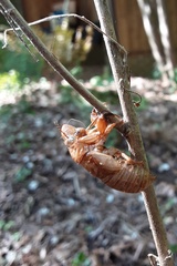 Magicicada septendecim