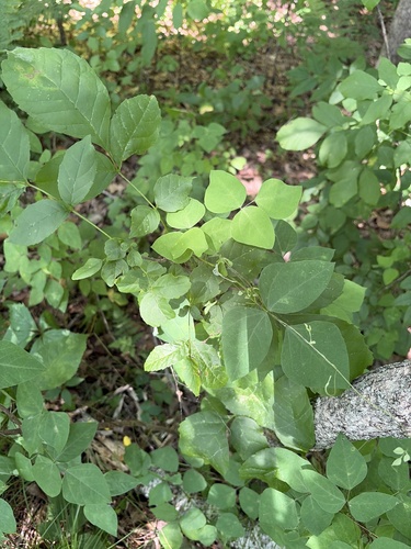 American hog-peanut