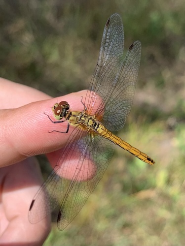 Ruddy Darter