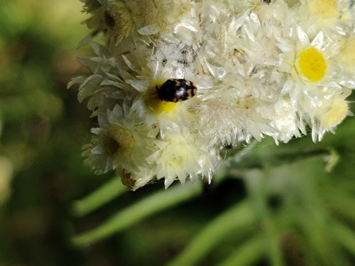 Cryptorhopalum quadripunctatum