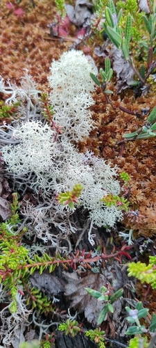 Star-tipped Reindeer Lichen