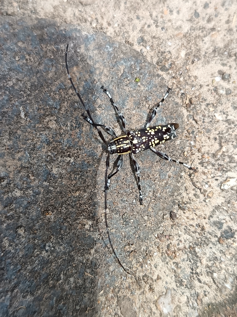 Colobothea aleata