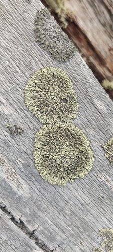 Green Starburst Lichen