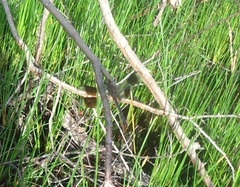 Erythrodiplax umbrata