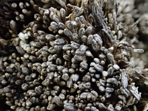 Gymnomitrion corallioides observed 2026-07-22