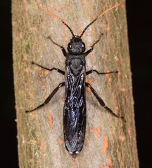 Urocerus cressoni