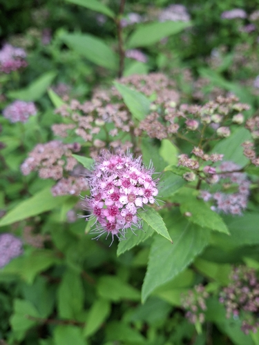 Japanese Spirea