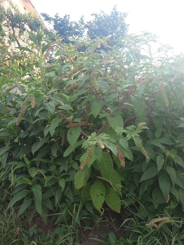 American pokeweed
