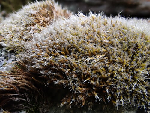 Grimmia elatior observed 2026-07-22