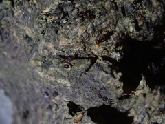 Pristomyrmex punctatus