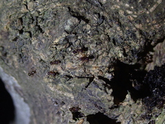 Pristomyrmex punctatus