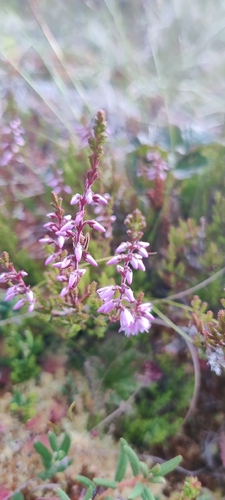 common heather
