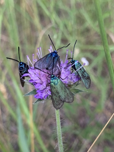 Green Forester Moth