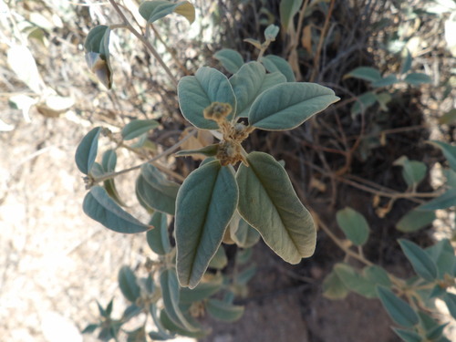 Leatherweed